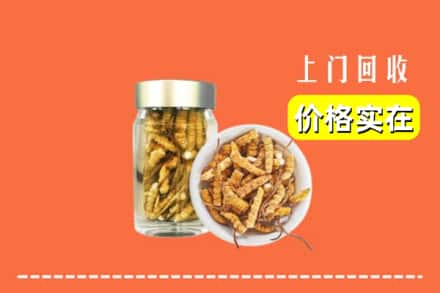 绥中县回收散虫草